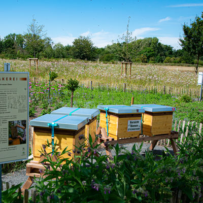 Bienenkästen an der Tränkewiese